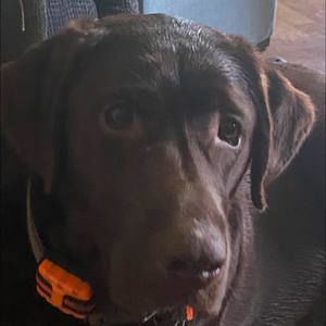 Meet your Posher, Donna